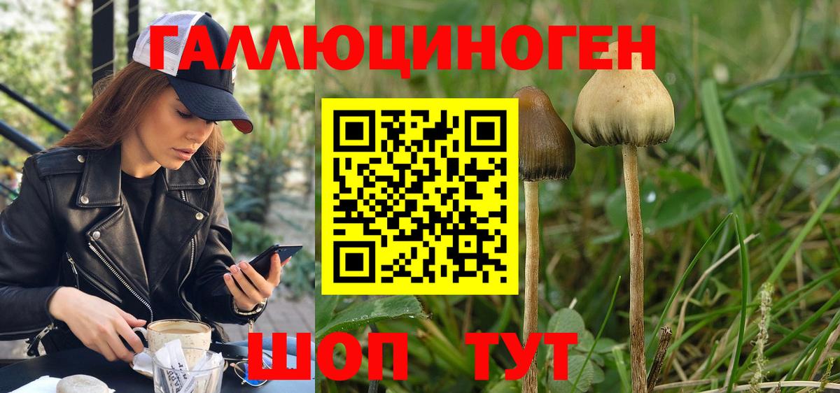 Вязьма  Псилоцибиновые грибы Magic Shrooms  Псилоцибиновые грибы Psilocybine cubensis  Вход с VPN 